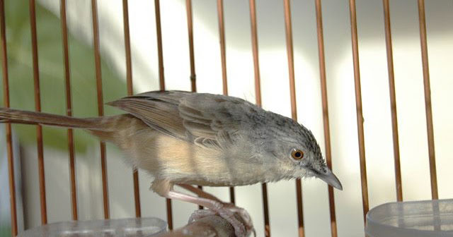 Gambar burung prenjak gunung