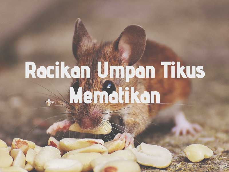 Cara membuat racun tikus mematikan