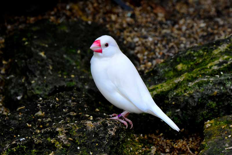 Burung gelatik putih