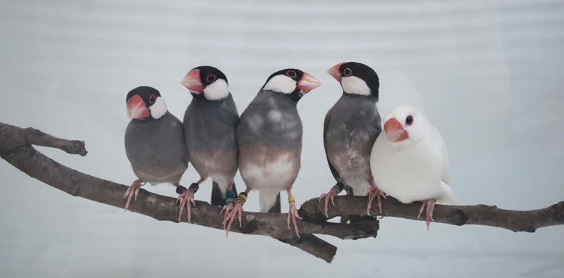 makanan burung gelatik makanan burung gelatik