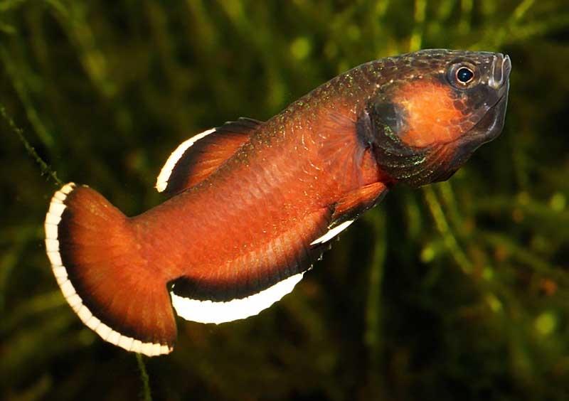 Ikan Betta Albimarginata