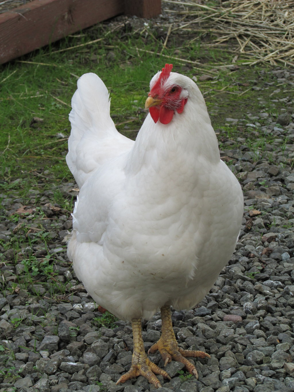 Jenis Ayam Unik dan Langka yang Tersebar di Seluruh Indonesia
