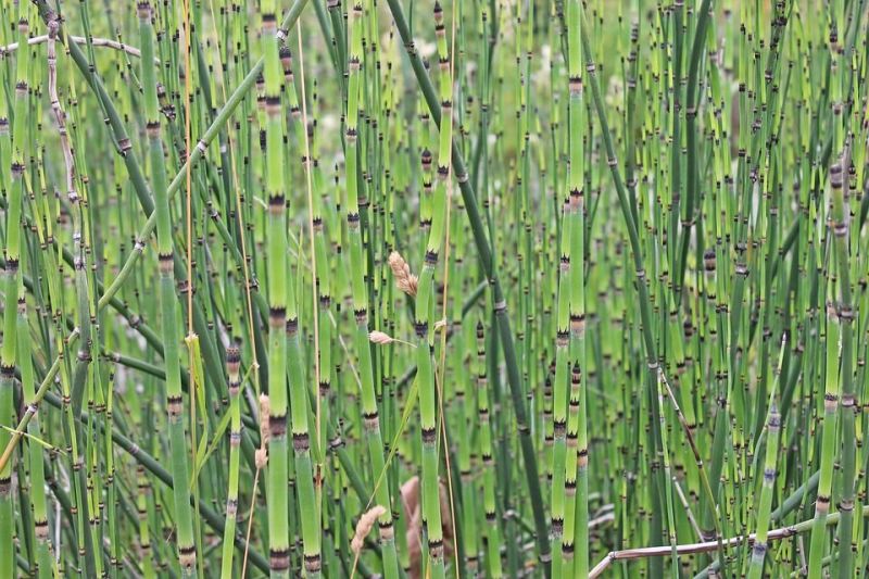 Jenis-jenis gambar bambu wallpaper » alihamdan