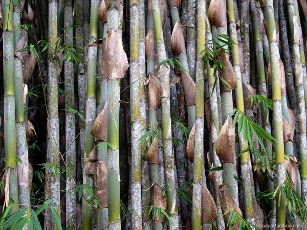Jenis jenis Bambu  Hias Lengkap Dengan Wallpaper Gambar Bambu 