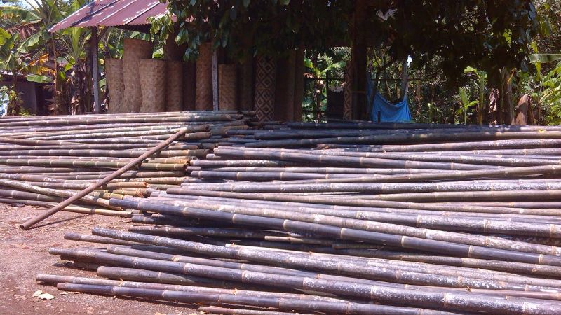 Jenis jenis Bambu Hias Lengkap Dengan Wallpaper Gambar Bambu