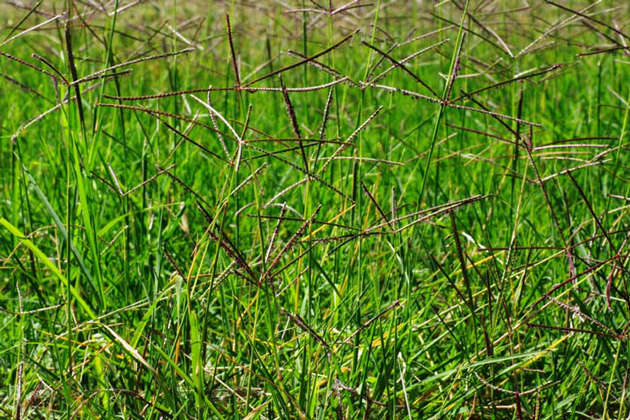 Macam-macam Rumput Liar, Hias, Dilengkapi Gambar Rumput HD