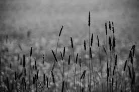 Download 440+ Background Pemandangan Hitam Putih Paling Keren