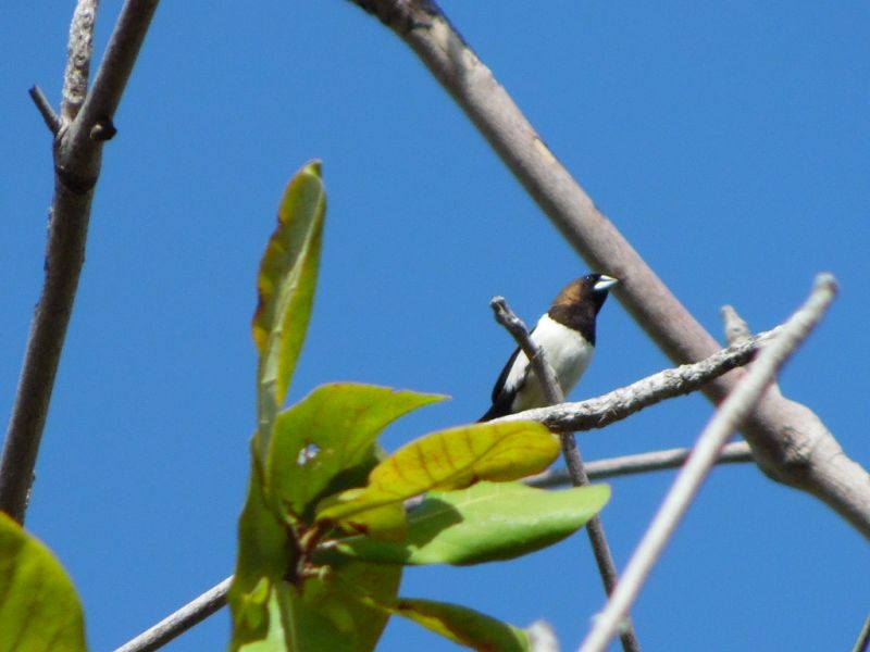 Bondol Jawa Lonchura leucogastroides  alihamdan