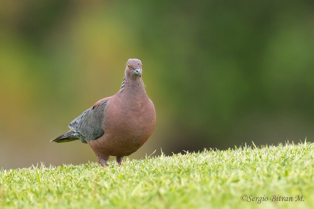 Gambar Burung Japati