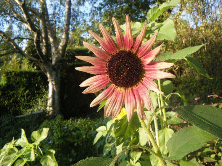 Jenis bunga matahari Indian Blanket