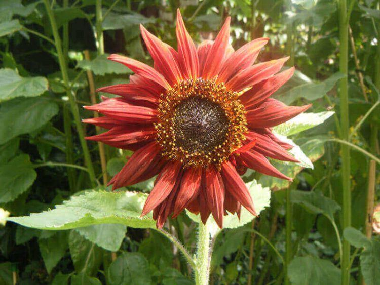 Jenis bunga matahari Eart Walker
