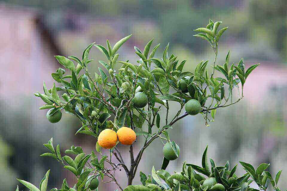 cara menanam pohon jeruk