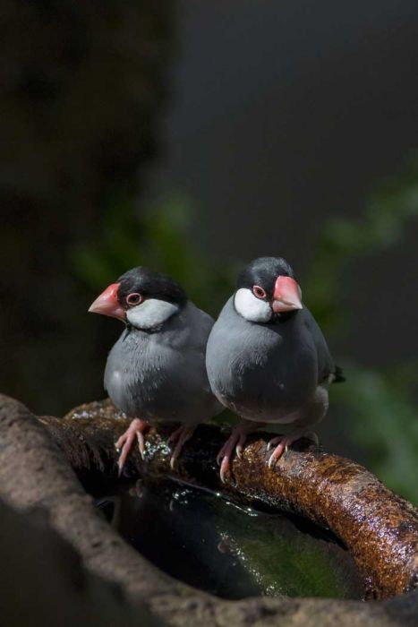 gambar burung gelatik jawa