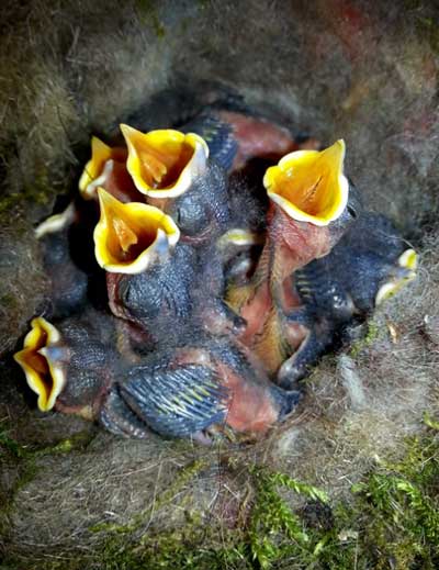 anakan gelatik batu