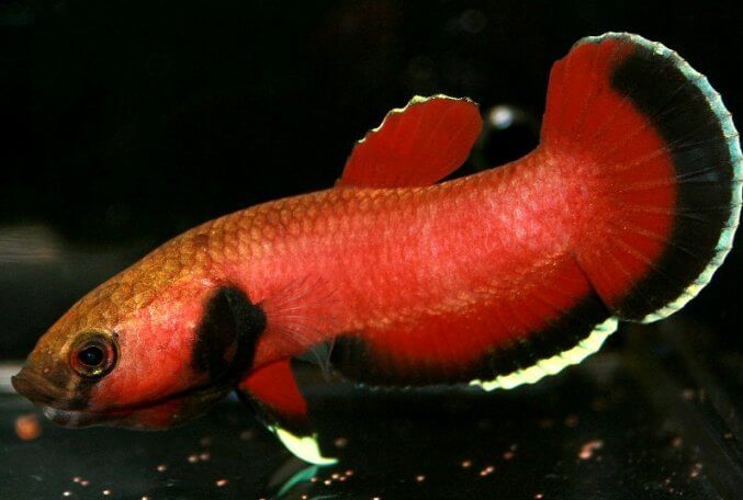 Ikan cupang Betta Channoides