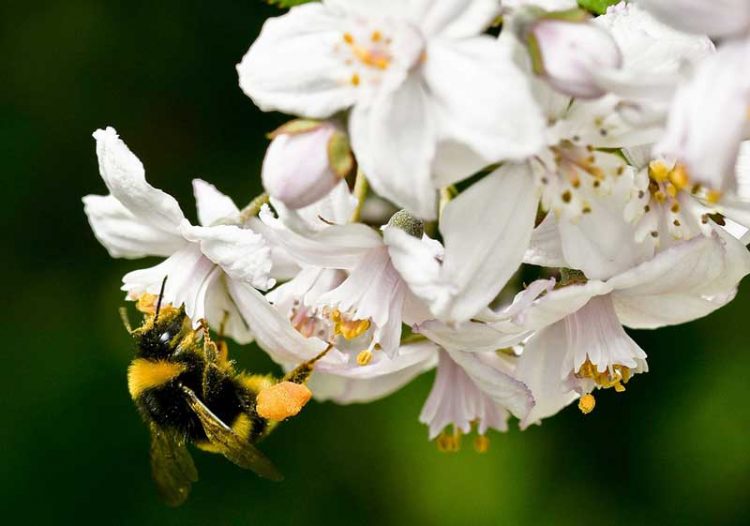 Bunga Deutzia