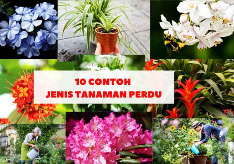 jenis tanaman perdu