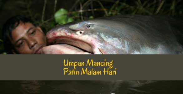 Resep Umpan Patin malam hari