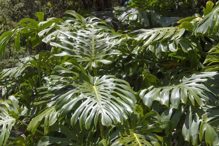 Tanaman Philodendron