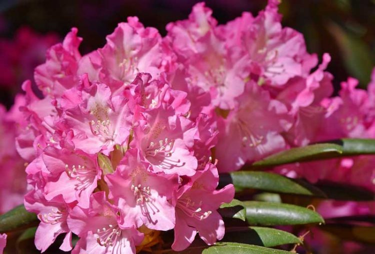 Tanaman Rhododendron