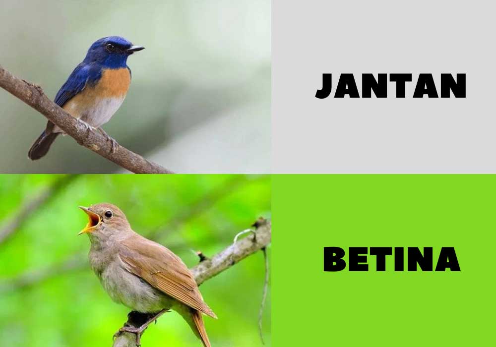 Jenis Burung Tledekan Sikatan Lengkap Dengan Gambarnya