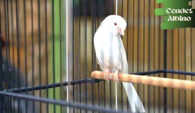 Gambar burung cendet albino