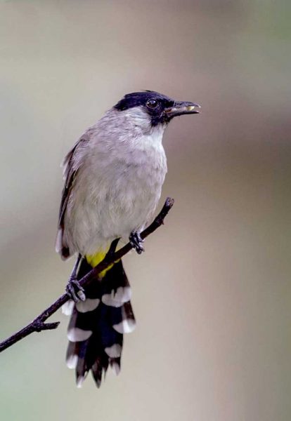 Gambar burung kutilang