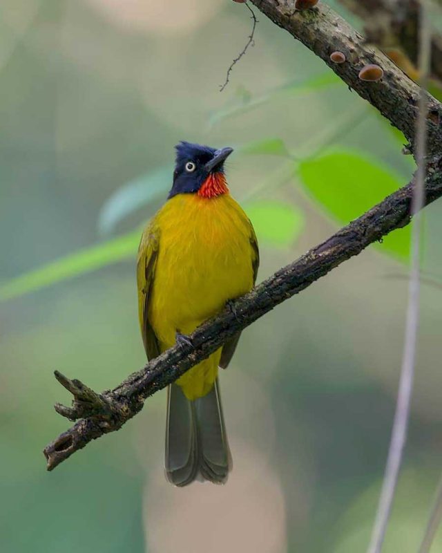 Burung Kutilang Emas