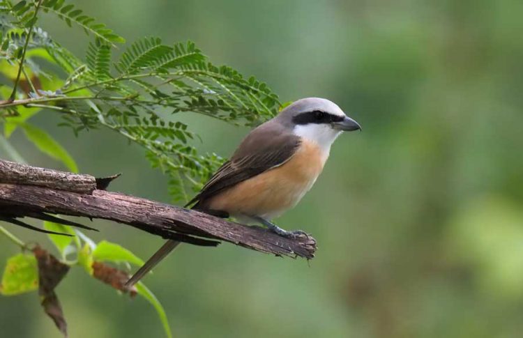 Gambar burung cendet di alam liar HD