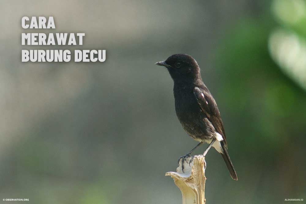 Cara Merawat Burung Decu