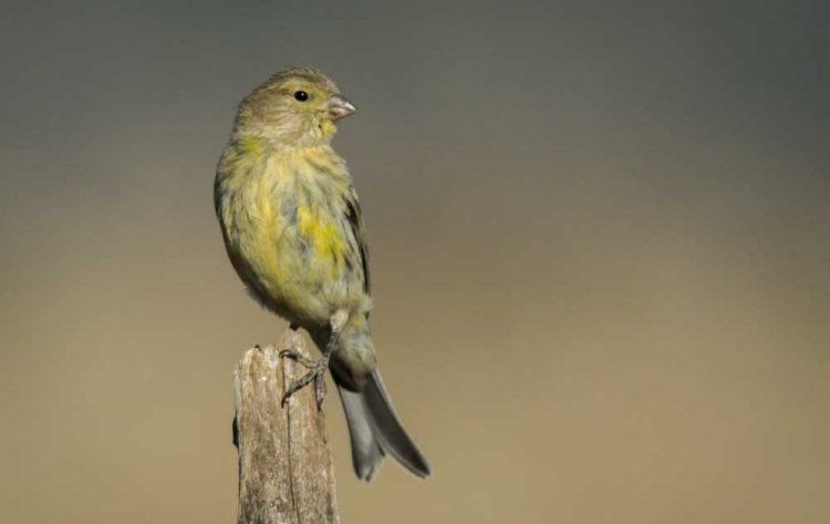 Gambar burung kenari