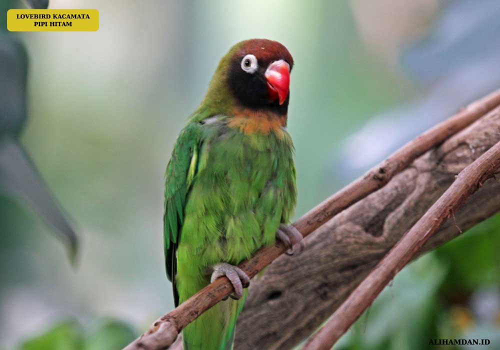 jenis lovebird kacamata pipi hitam