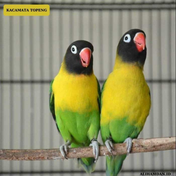 Lovebird kacamata topeng