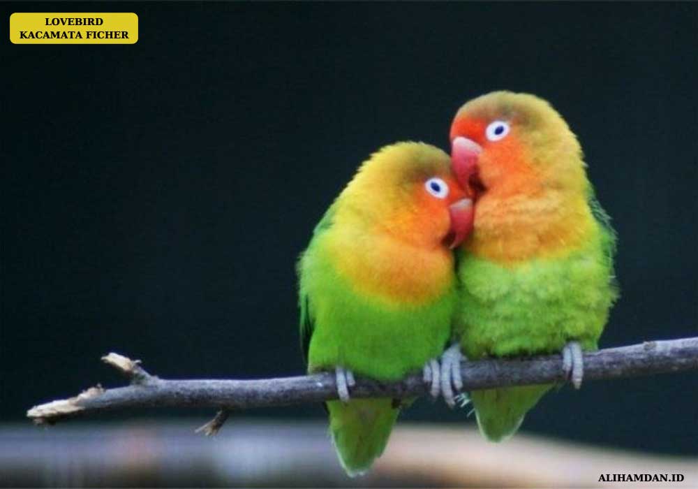 jenis lovebird ficheri