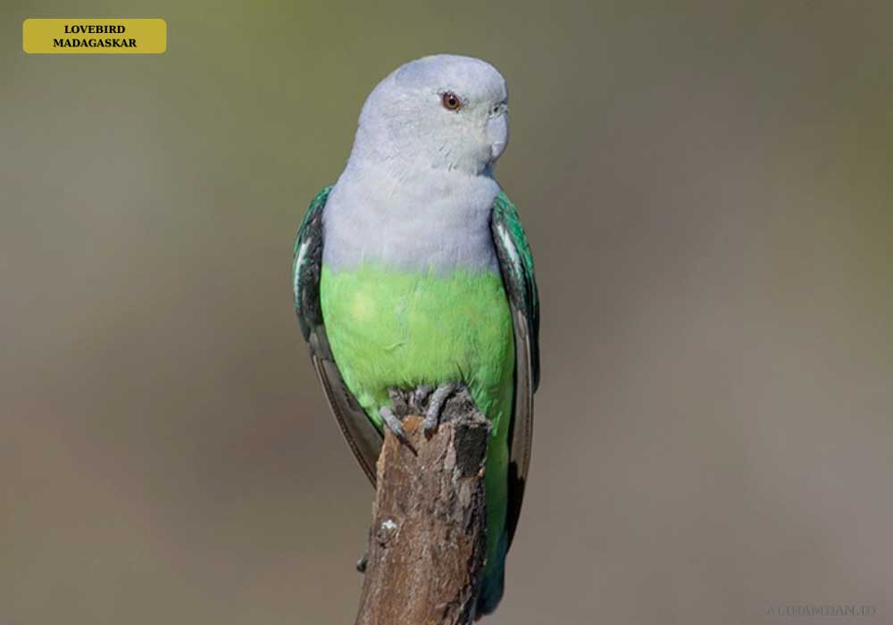 lovebird madagaskar