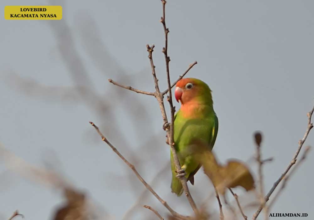 Jenis lovebird nyasa