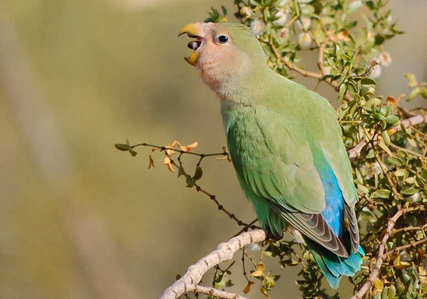 makanan burung lovebird