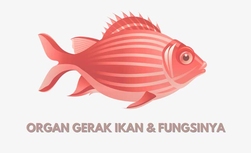 Nama Organ Gerak Ikan Beserta Fungsinya Lengkap