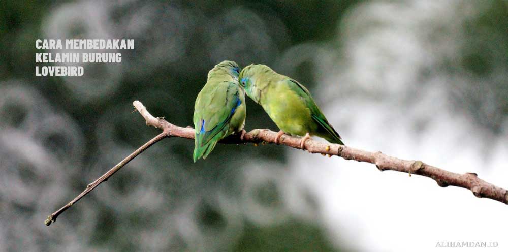 Cara membedakan kelamin jantan dan betina lovebird