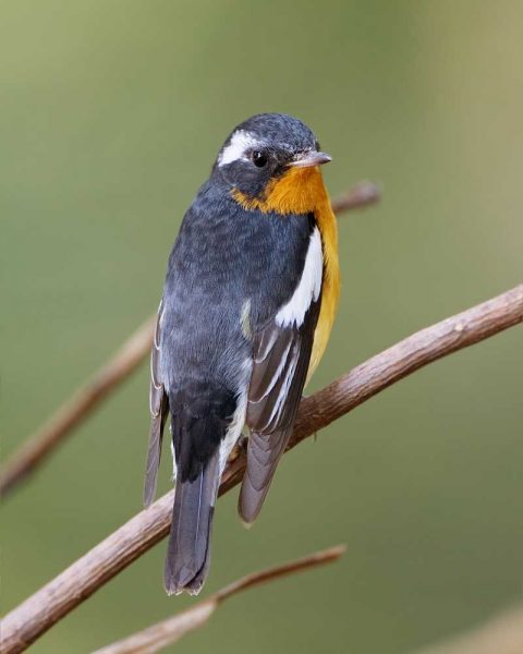 Gambar burung tledekan kembang