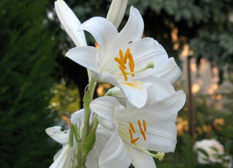 Gambar Bunga Lily Liani