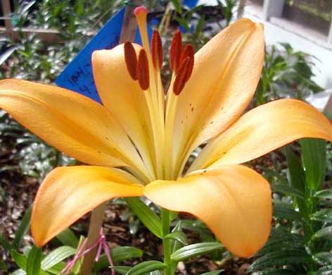 Gambar Bunga Lily Renita