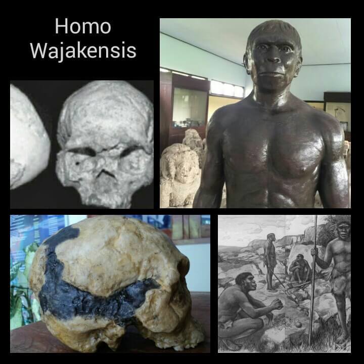 Jenis manusia purba Homo Wajakensis