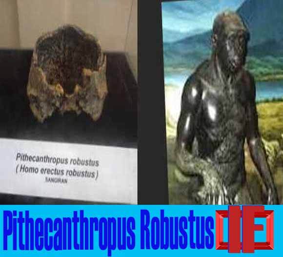 Jenis manusia purba Pithecanthropus Robustus