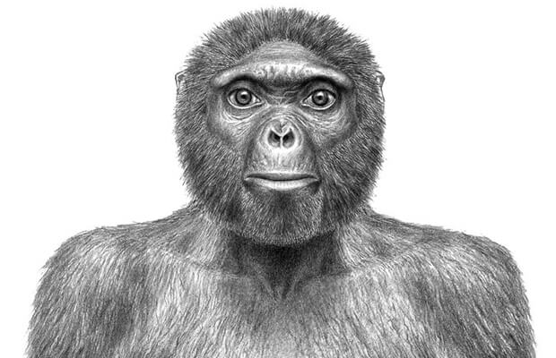 Manusia purba (Ardipithecus Ramidus)