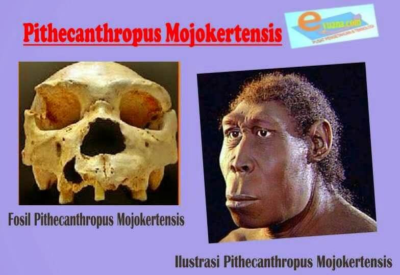 Jenis manusia purba Pithecanthropus Mojokertensis