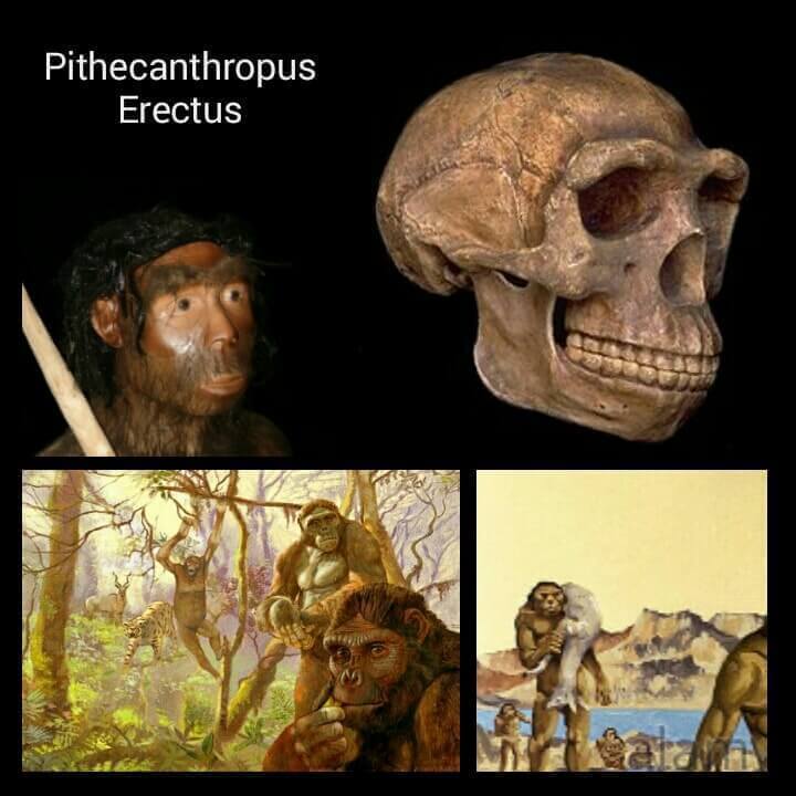 Jenis manusia purba Pithecanthropus Erectus