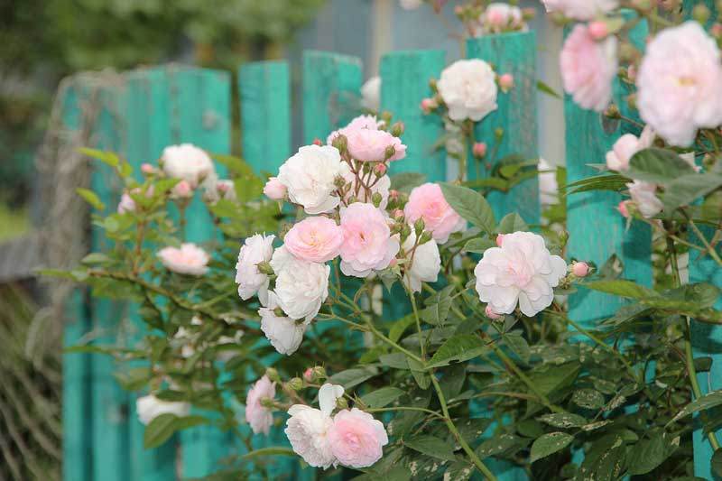 Bunga mawar rambat (climbing roses)