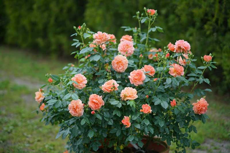 Bunga mawar shrub rose