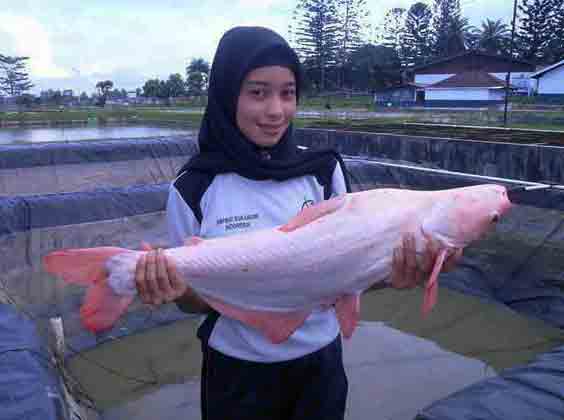 Habitat dan Kebiasaan Ikan Patin